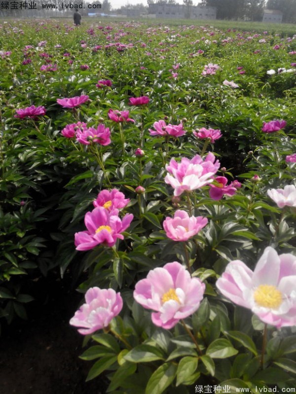 芍药<a href='https://www.lvbad.com/' target='_blank'>种子</a>10.jpg