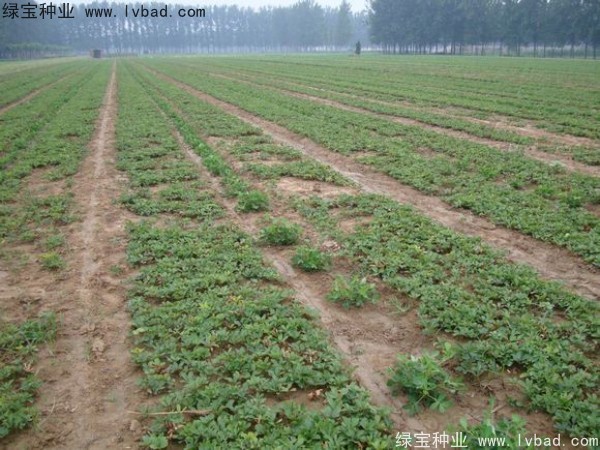 <a href='https://www.lvbad.com/linmuzhongzi/1830.html' target='_blank'>芍药种子</a>1.jpg
