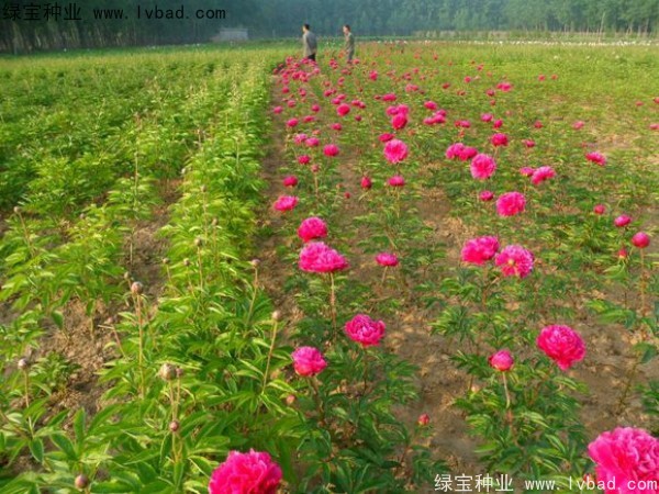 <a href='https://www.lvbad.com/linmuzhongzi/1830.html' target='_blank'>芍药种子</a>3.jpg