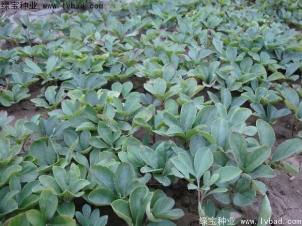 <a href='https://www.lvbad.com/linmuzhongzi/1830.html' target='_blank'>芍药种子</a>5.jpg