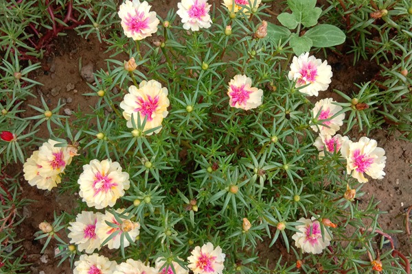 <a href='https://www.lvbad.com/caohuazhongzi/16045.html' target='_blank'>太阳花</a>1.jpg