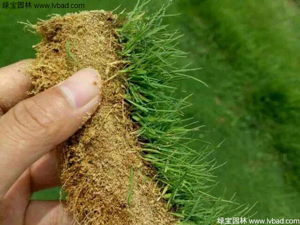 <a href='https://www.lvbad.com/caopingzhongzi/1670.html' target='_blank'>剪股颖</a>2.jpg