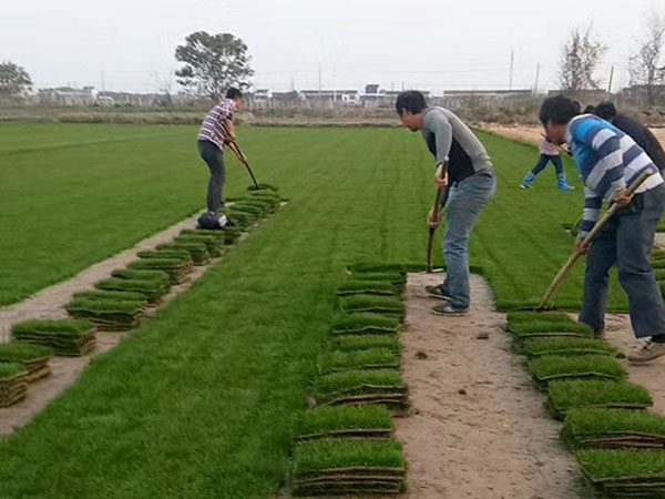 <a href='https://www.lvbad.com/caopingzhongzi/1666.html' target='_blank'>多年生黑麦草种子</a>11.jpg