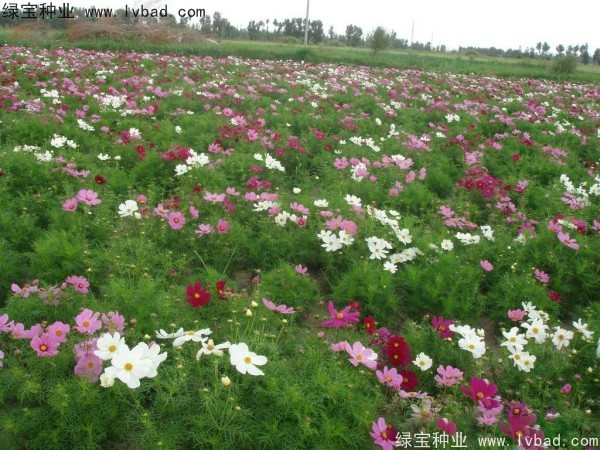 <a href='https://www.lvbad.com/caohuazhongzi/12.html' target='_blank'>波斯菊种子</a>5.jpg