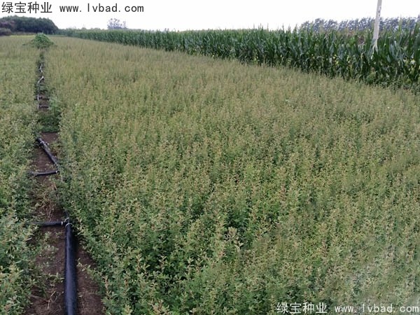 <a href='https://www.lvbad.com/linmuzhongzi/1773.html' target='_blank'>火棘种子</a>7.jpg