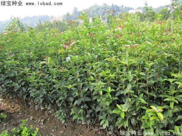 <a href='https://www.lvbad.com/linmuzhongzi/1768.html' target='_blank'>桂花种子</a>6.jpg