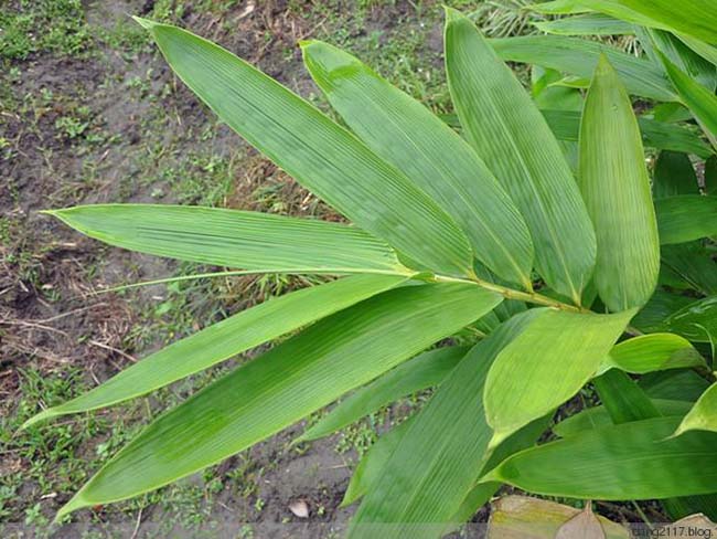 <a href='https://www.lvbad.com/zhumiaozhuzi/3450.html' target='_blank'>箬竹</a>1.jpg