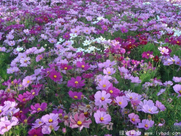 格桑花8.jpg