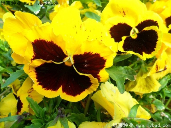 <a href='https://www.lvbad.com/caohuazhongzi/1618.html' target='_blank'>三色堇</a>2.jpg