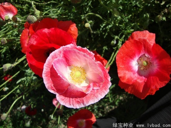 <a href='https://www.lvbad.com/caohuazhongzi/161.html' target='_blank'>虞美人种子</a>16.jpg