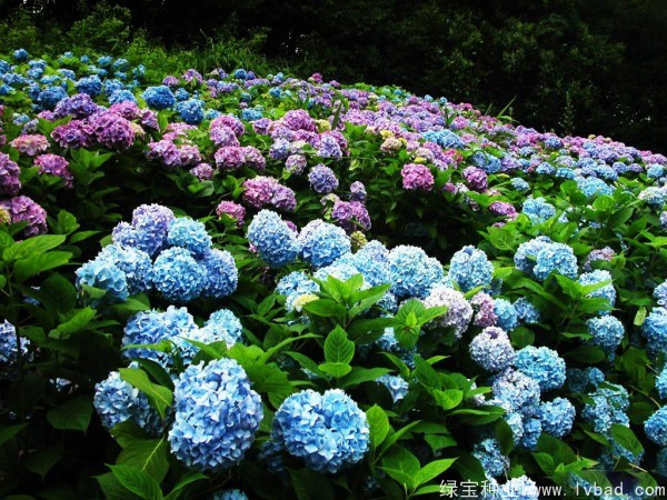 绣球花9.jpg