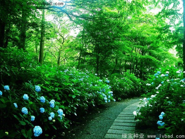 绣球花4.jpg