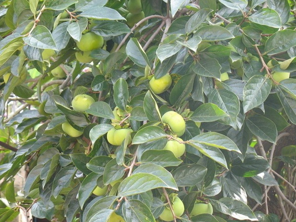 <a href='https://www.lvbad.com/guoshuzhongzi/1878.html' target='_blank'>柿树种子</a>3.jpg