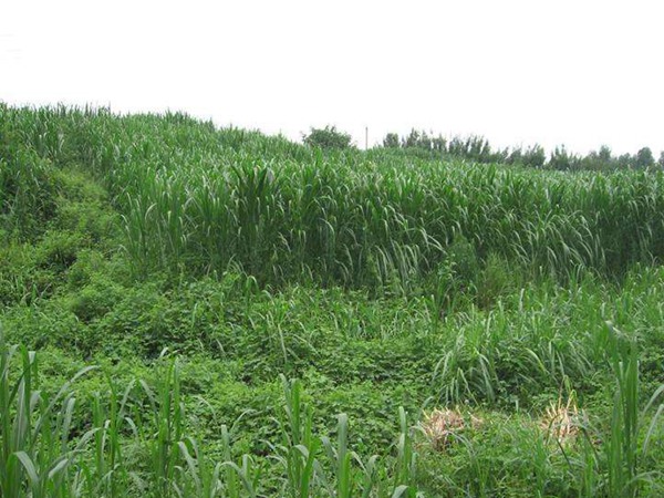 皇竹草4.jpg