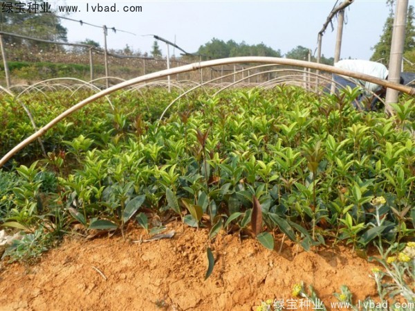 <a href='https://www.lvbad.com/linmuzhongzi/1768.html' target='_blank'>桂花种子</a>4.jpg
