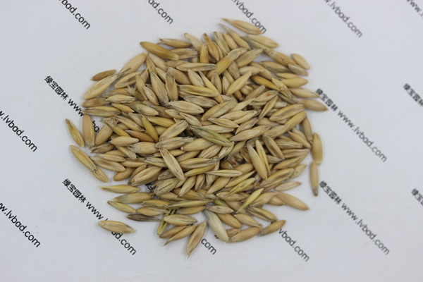 <a href='https://www.lvbad.com/mucaozhongzi/10.html' target='_blank'>燕麦种子</a>1.jpg