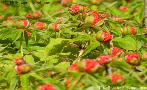 <a href='https://www.lvbad.com/yaocaizhongzi/2373.html' target='_blank'>重楼</a><a href='https://www.lvbad.com/' target='_blank'>种子</a>5.jpg