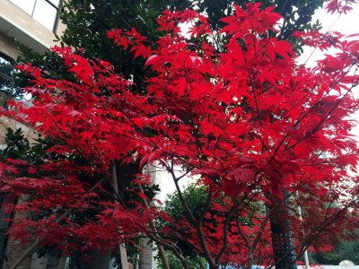 红枫树冬天会落叶吗
