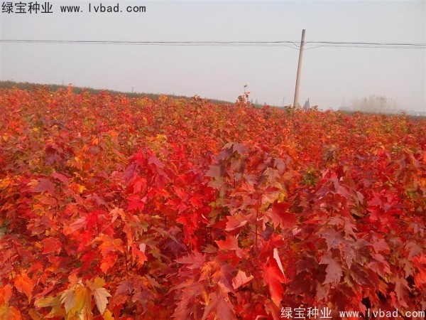 <a href='https://www.lvbad.com/linmuzhongzi/1798.html' target='_blank'>美国红枫种子</a>2.jpg