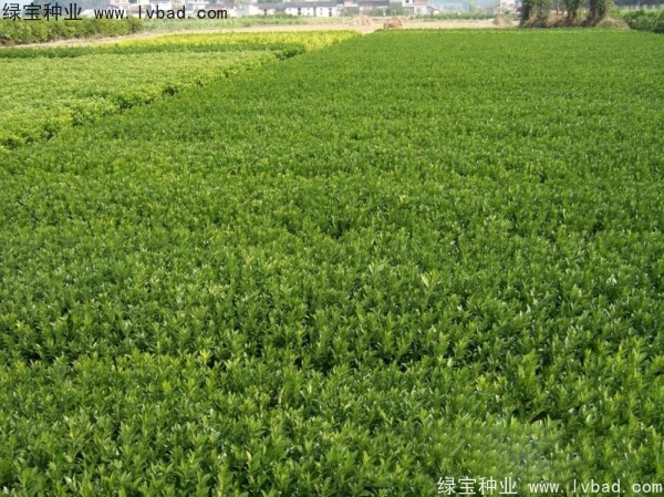 <a href='https://www.lvbad.com/linmuzhongzi/2195.html' target='_blank'>橄榄种子</a>2.jpg