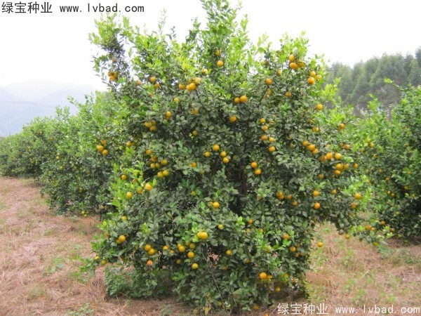 <a href='https://www.lvbad.com/linmuzhongzi/2195.html' target='_blank'>橄榄种子</a>3.jpg
