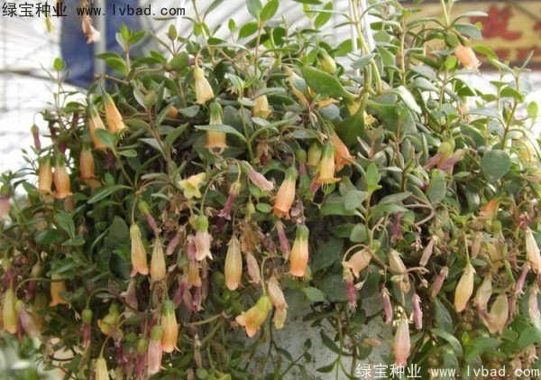 <a href='https://www.lvbad.com/caohuazhongzi/1654.html' target='_blank'>长寿花种子</a>2.jpg