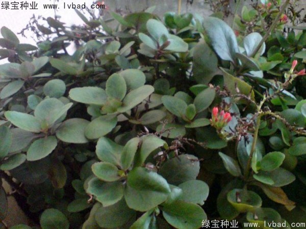 <a href='https://www.lvbad.com/caohuazhongzi/1654.html' target='_blank'>长寿花种子</a>3.jpg