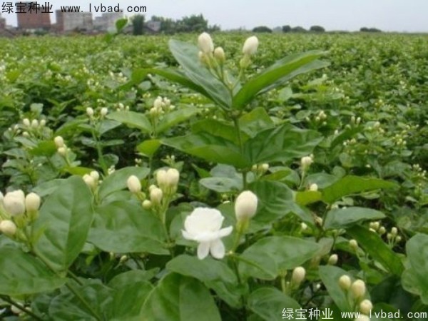 <a href='https://www.lvbad.com/linmuzhongzi/2258.html' target='_blank'>茉莉花种子</a>1.jpg