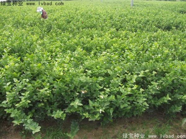 <a href='https://www.lvbad.com/linmuzhongzi/2258.html' target='_blank'>茉莉花种子</a>2.jpg