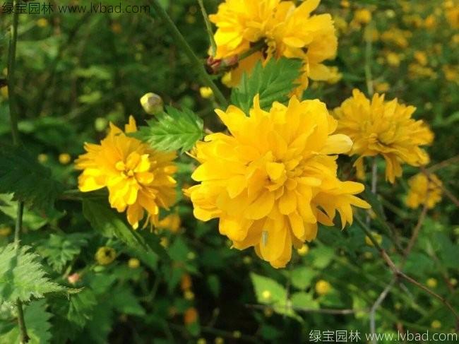 <a href='https://www.lvbad.com/dibeiguanmu/3431.html' target='_blank'>棣棠</a>花3.jpg