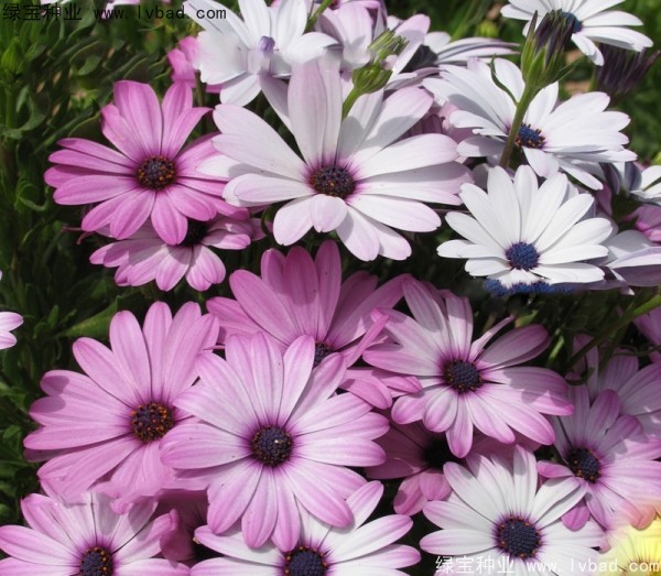 <a href='https://www.lvbad.com/caohuazhongzi/1046.html' target='_blank'>非洲菊种子</a>7.jpg