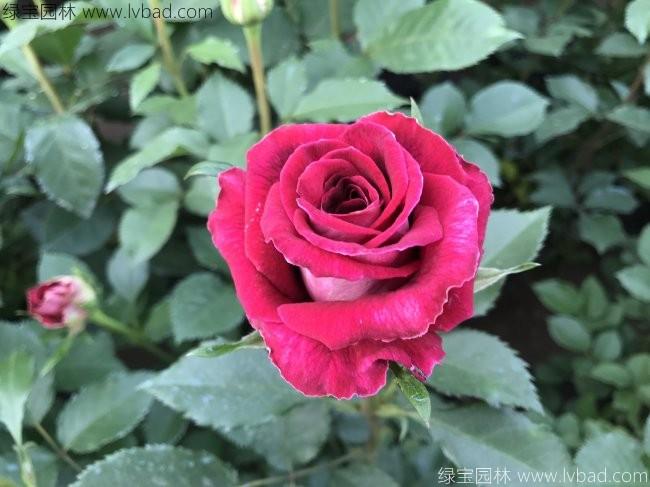 <a href='https://www.lvbad.com/linmuzhongzi/1700.html' target='_blank'>月季花</a>1.jpg