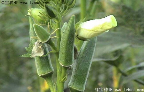 <a href='https://www.lvbad.com/yaocaizhongzi/2331.html' target='_blank'>黄秋葵种子</a>5.jpg