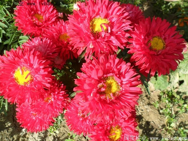 翠菊1.jpg