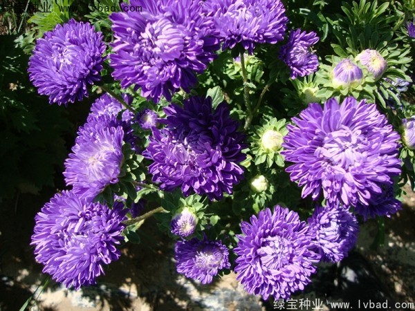 翠菊3.jpg