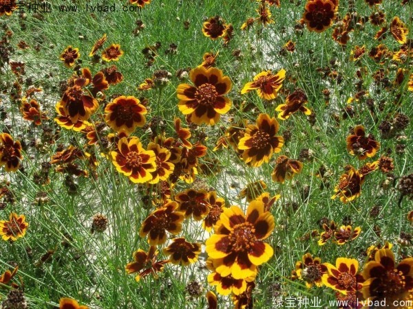 <a href='https://www.lvbad.com/caohuazhongzi/1568.html' target='_blank'>金鸡菊种子</a>12.jpg