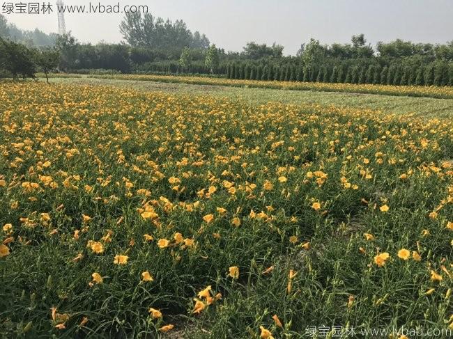 <a href='https://www.lvbad.com/caobenzhiwu/3404.html' target='_blank'>萱草</a>1.jpg