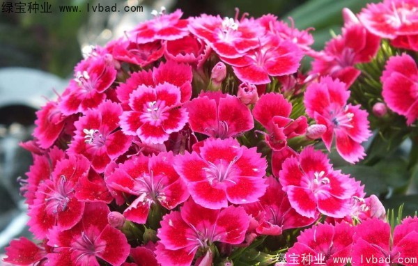 <a href='https://www.lvbad.com/caohuazhongzi/1632.html' target='_blank'>五彩石竹种子</a>6.jpg