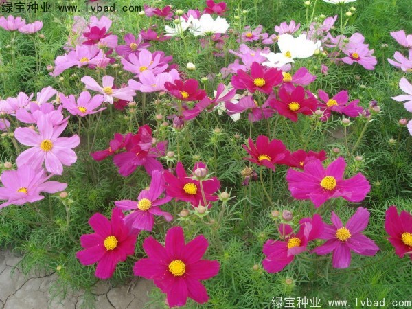 <a href='https://www.lvbad.com/caohuazhongzi/12.html' target='_blank'>波斯菊种子</a>1.jpg