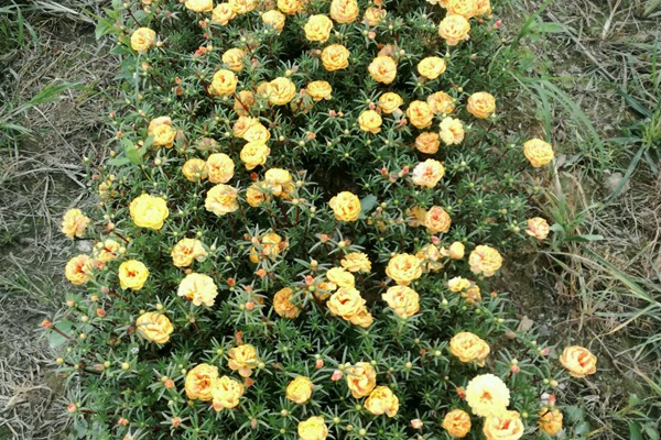太阳花4.jpg