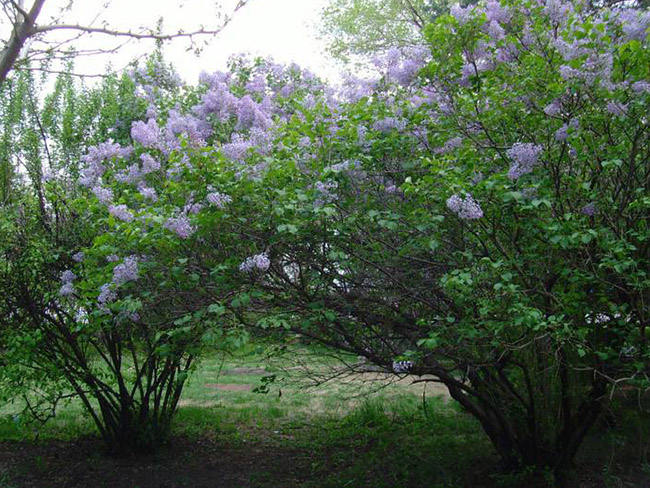 <a href='https://www.lvbad.com/dibeiguanmu/3581.html' target='_blank'>丁香花</a>1.jpeg