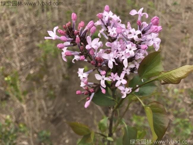 <a href='https://www.lvbad.com/dibeiguanmu/3581.html' target='_blank'>丁香花</a>2.jpg