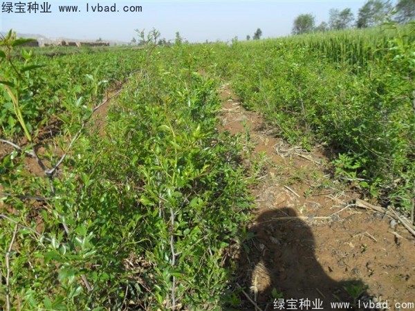 <a href='https://www.lvbad.com/linmuzhongzi/1814.html' target='_blank'>枣树种子</a>2.jpg