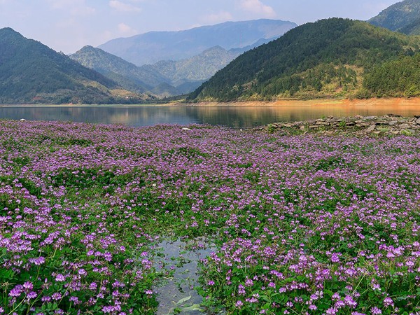 <a href='https://www.lvbad.com/mucaozhongzi/1694.html' target='_blank'>紫云英种子</a>10h.jpg