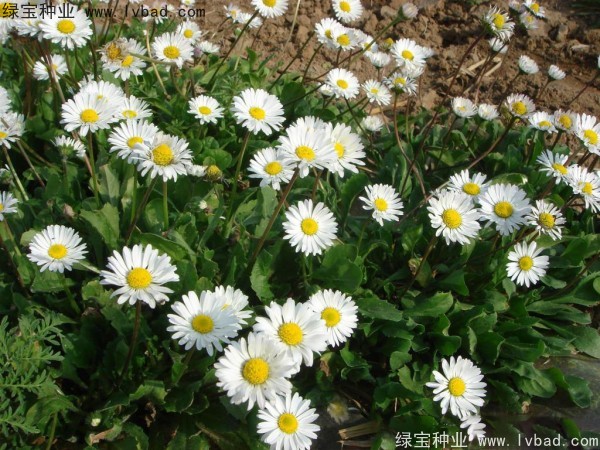 <a href='https://www.lvbad.com/caohuazhongzi/1032.html' target='_blank'>雏菊种子</a>12.jpg