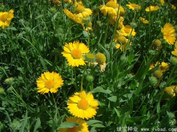 <a href='https://www.lvbad.com/caohuazhongzi/1032.html' target='_blank'>雏菊种子</a>9.jpg