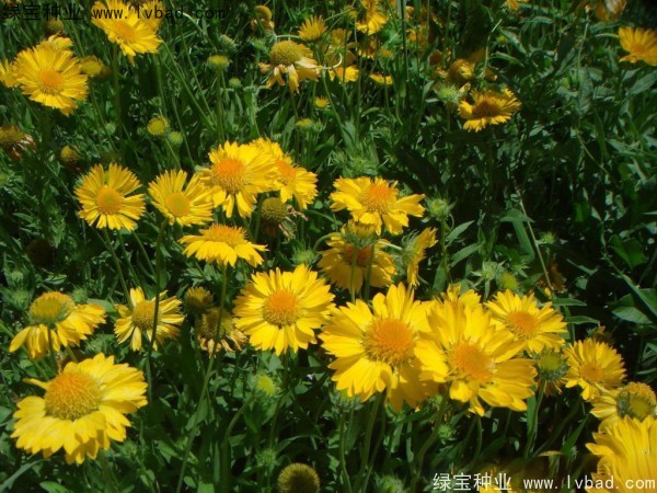 雏菊1.jpg