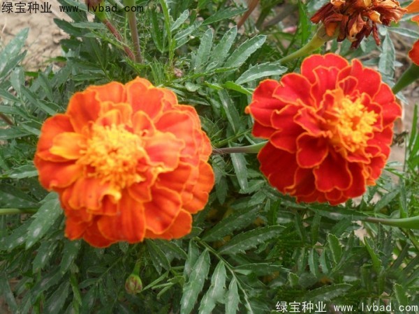 <a href='https://www.lvbad.com/caohuazhongzi/1575.html' target='_blank'>孔雀草</a>1.jpg