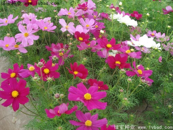 <a href='https://www.lvbad.com/caohuazhongzi/12.html' target='_blank'>波斯菊种子</a>4.jpg