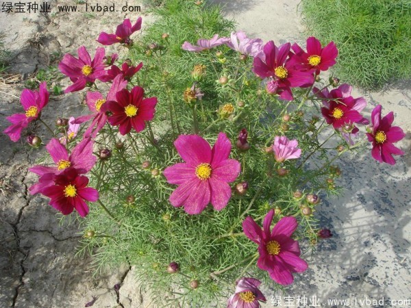 <a href='https://www.lvbad.com/caohuazhongzi/12.html' target='_blank'>波斯菊种子</a>2.jpg